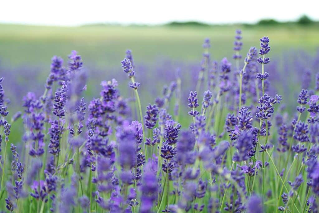 And image of purple lavender in a field. Linalool is found in Lavender