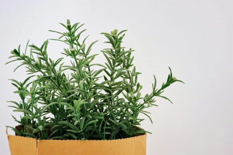 Lavender Plant, that is not blooming in a paper bag with white background